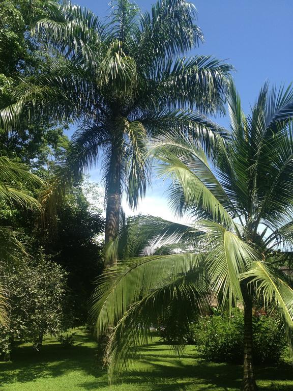 Hotel Suizo Loco Lodge & Resort Cahuita Bilik gambar